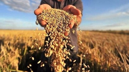 Сельхозпредприятия Нижегородской области получили более 3 млрд рублей субсидий