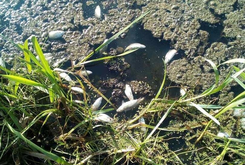 5,5 млн рублей составил ущерб от гибели рыбы в реке Сундовик - фото 1