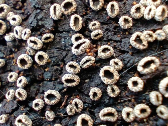 Опубликованы фото необычных декабрьских грибов из Керженского заповедника - фото 8