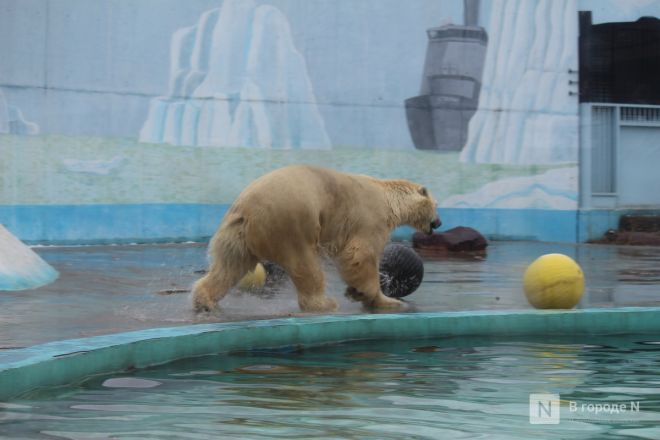 Фоторепортаж из &laquo;Лимпопо&raquo;: как животные подготовились к зиме в нижегородском зоопарке - фото 17