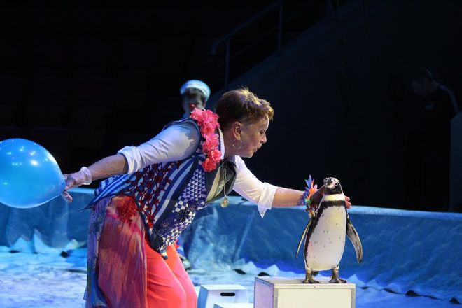 Пингвины на манеже: новогоднее шоу в нижегородском цирке - фото 34
