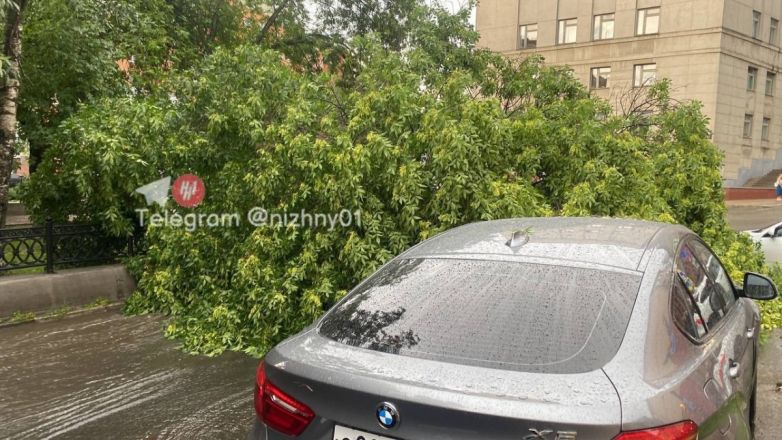 Ураганный ветер повалил более 40 деревьев в Нижнем Новгороде - фото 7