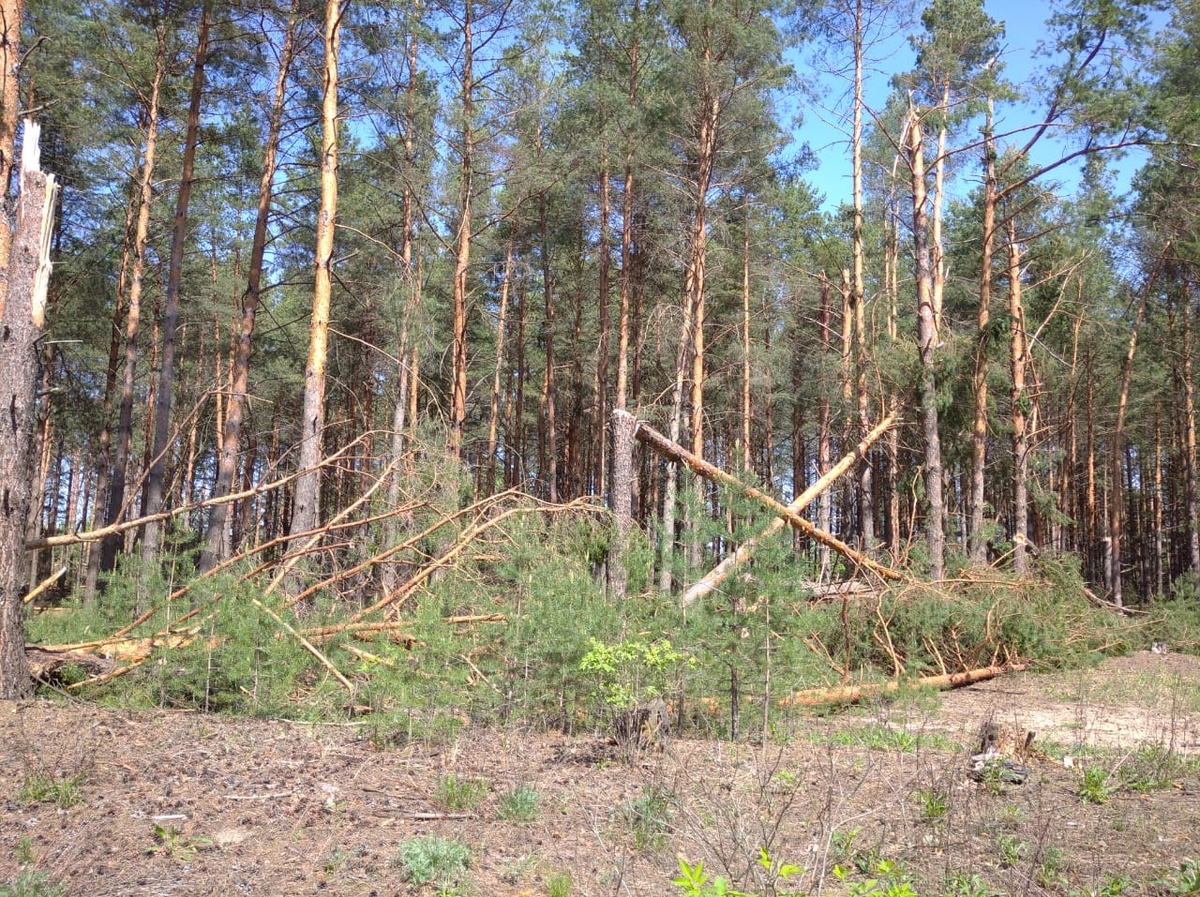 Квадрокоптеры обследуют леса Нижегородской области для выявления последствий урагана - фото 1