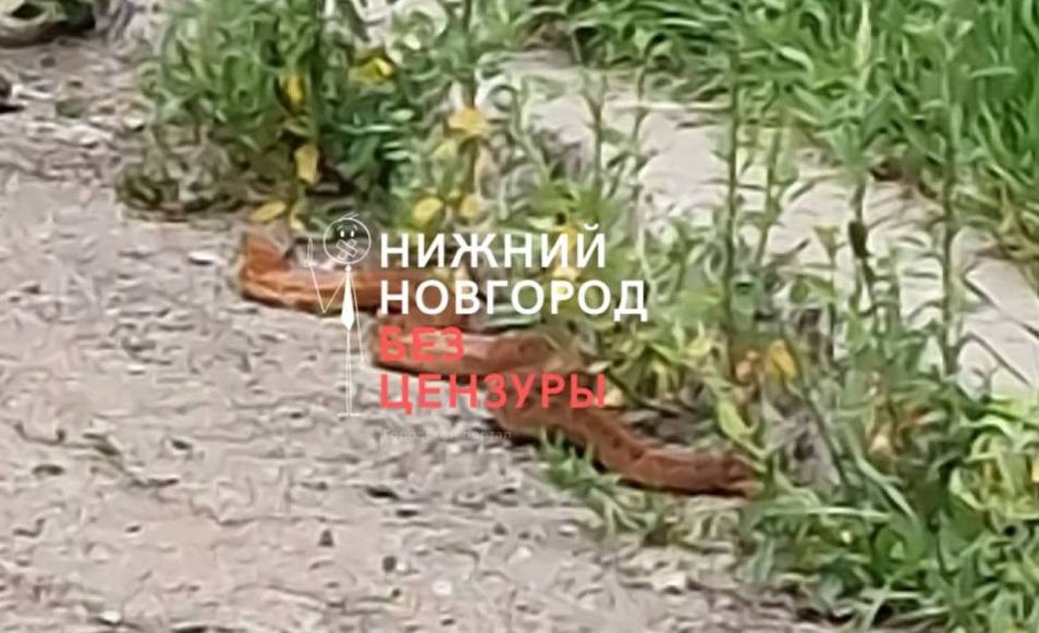 Биолог ННГУ: вспышки численности змей в Нижегородской области не фиксируется - фото 1