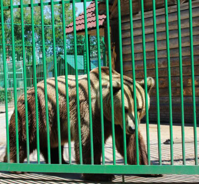 &laquo;Мишутке&raquo; дали шанс на жизнь: нижегородский зоопарк ищет инвесторов - фото 1