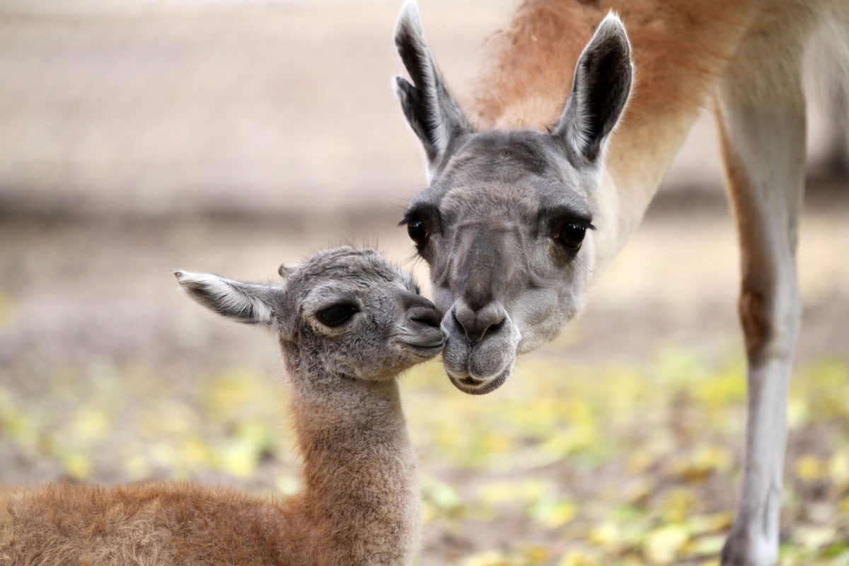 Гуанако, лань и капуцин появились на свет в нижегородском зоопарке «Лимпопо» - фото 3