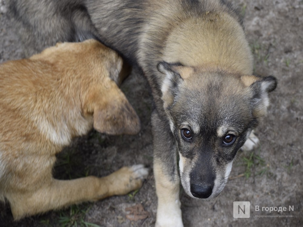 «Концлагерь» для животных обнаружили в Нижегородской области