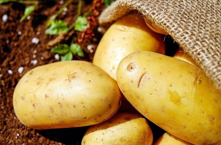 Три признака, по которым можно распознать токсичный картофель