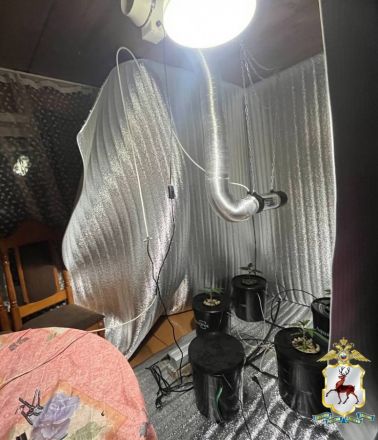 Две наркофермы и винтовку с патронами обнаружили у 41-летнего нижегородца - фото 6