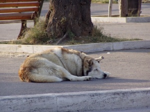 Нижегородцы могут пожаловаться на бродячих собак и кошек