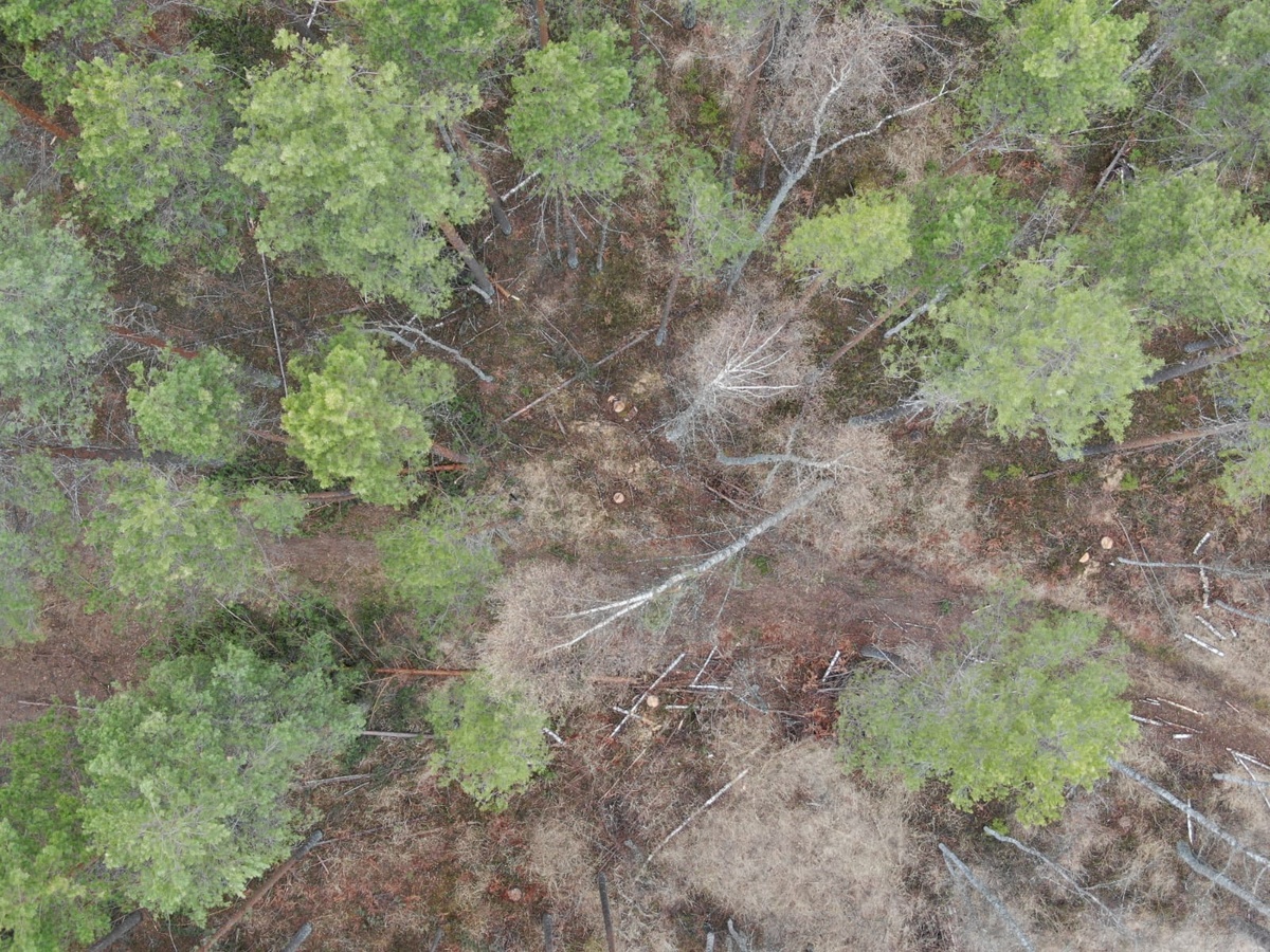 Незаконную рубку леса в Краснобаковском районе обнаружили с помощью квадрокоптера
