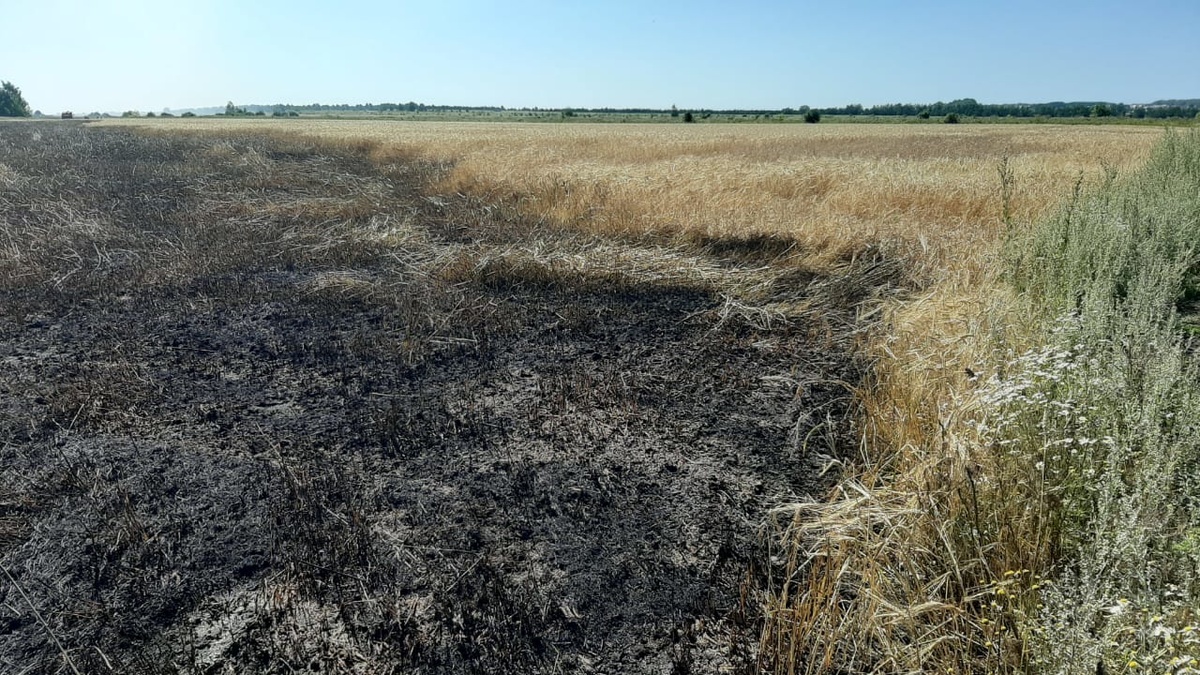 24 гектара пшеницы сгорело в Гагинском районе - фото 1