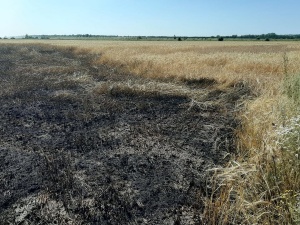24 гектара пшеницы сгорело в Гагинском районе