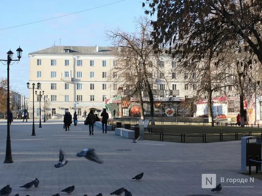 Попугая Жако нашли на березе в Нижнем Новгороде