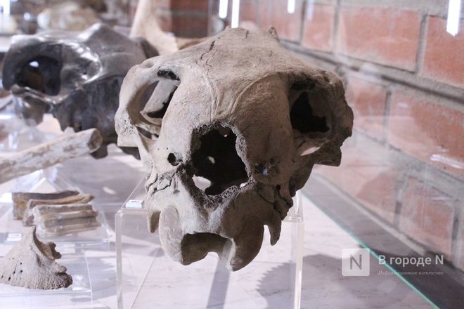 Ледниковый период по-нижегородски: палеонтологическая выставка открылась в Кремле - фото 54