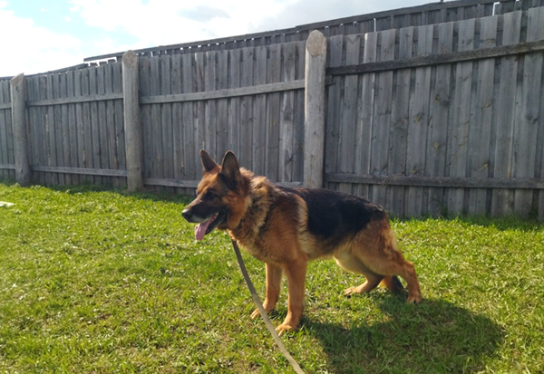 Собакам-пенсионерам из нижегородских колоний ищут новых хозяев - фото 5