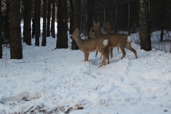 Косуля в нижегородской области фото