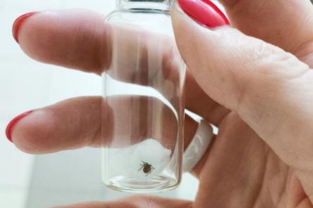 Нижегородцы приняли присосавшихся клещей за папилломы