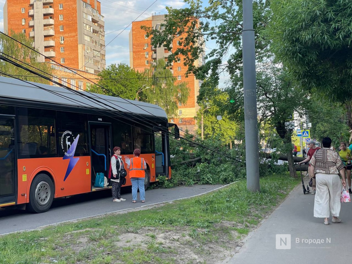 Дерево свалилось легковушку неподалеку от центра Нижнего Новгорода