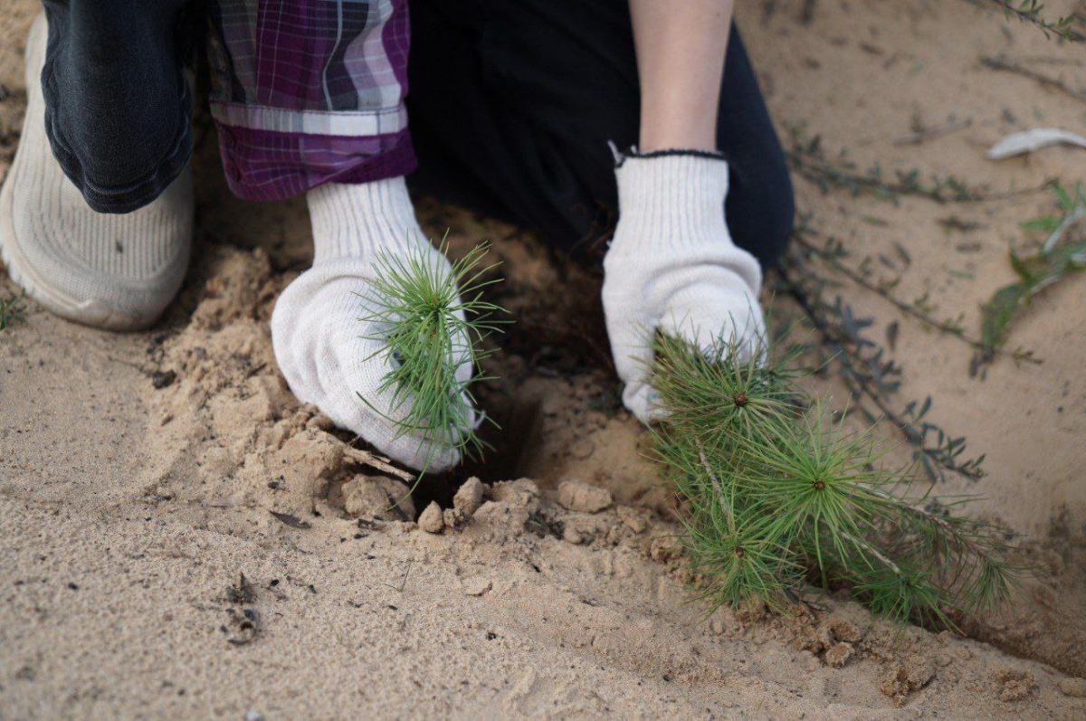 5 тысяч сеянцев сосны высадили в Дзержинске в рамках акции &laquo;Посади лес&raquo; - фото 2