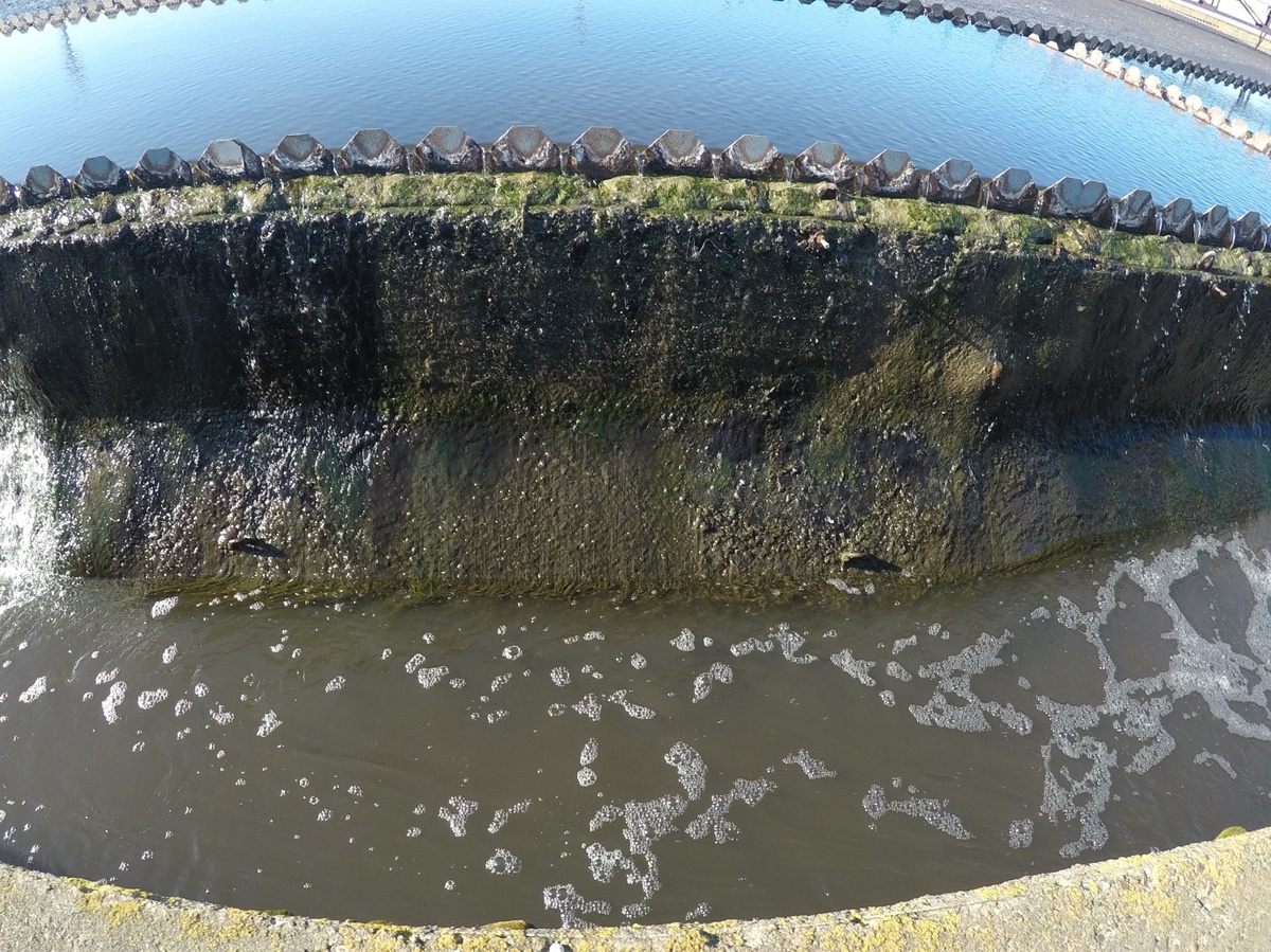 Нижегородский водоканал оштрафован за сброс в Волгу загрязненных сточных вод - фото 1