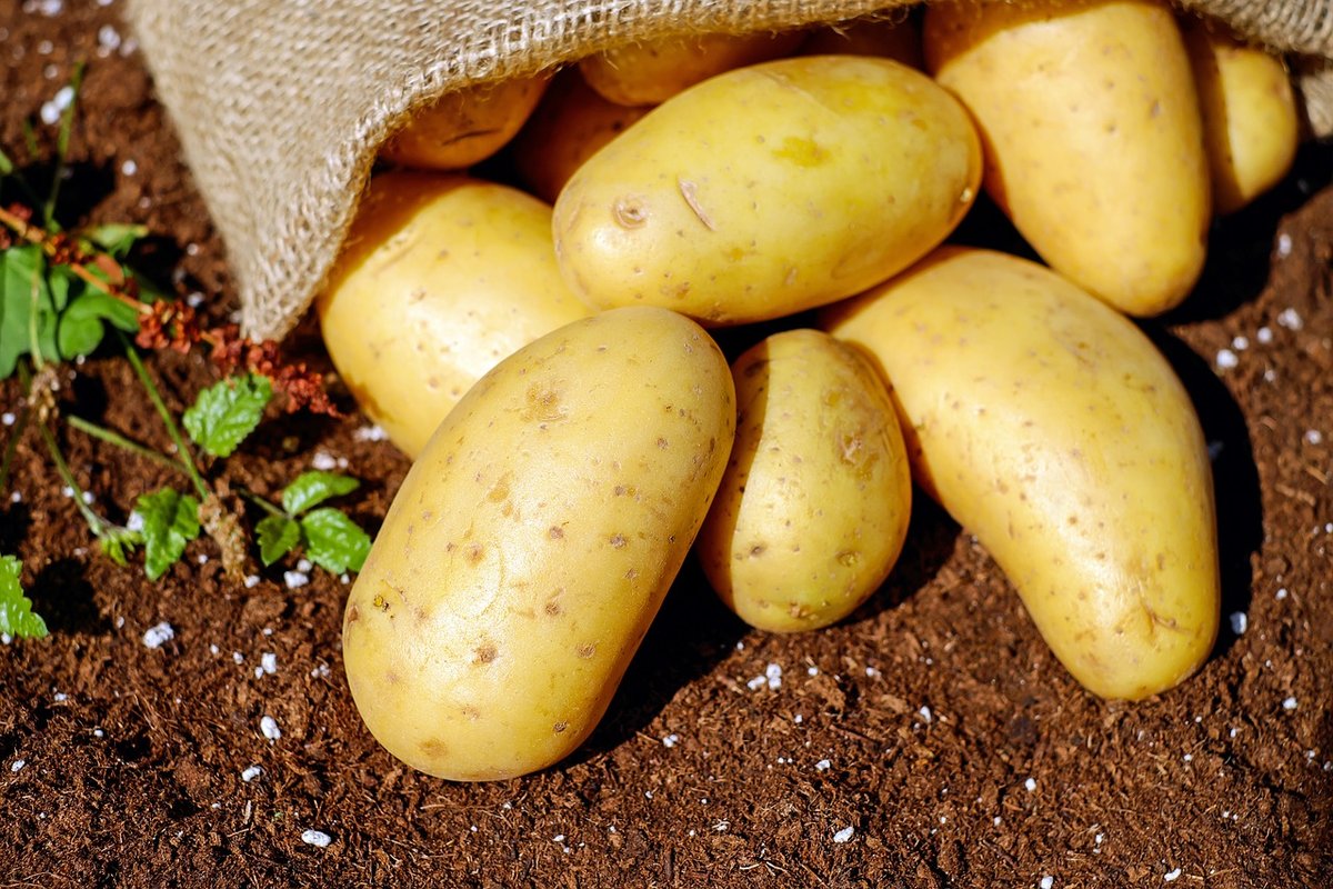 Нижегородская область экспортировала зараженный картофель - фото 1