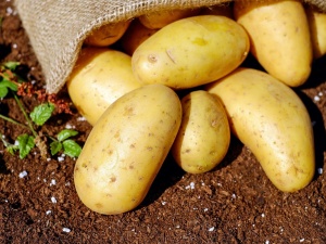 Нижегородская область экспортировала зараженный картофель