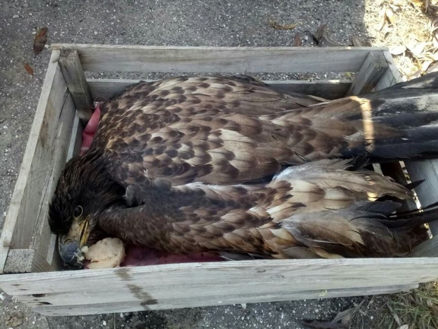 Раненого орлана-белохвоста прооперировали в Нижнем Новгороде - фото 1