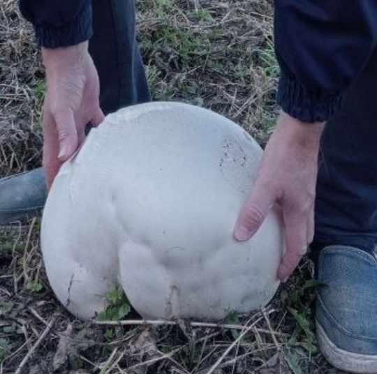 Огромный гриб-головач размером с футбольный мяч нашел житель Арзамаса