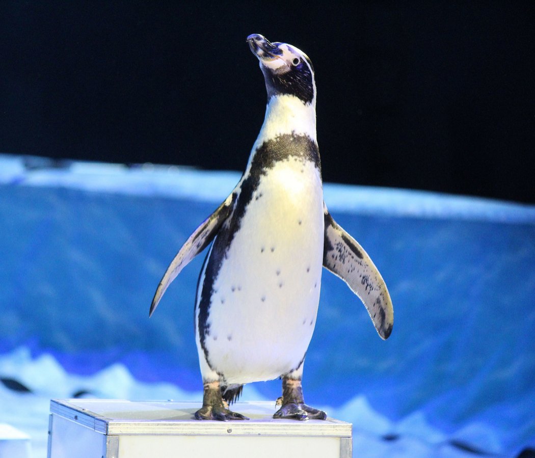 Пингвины на манеже: новогоднее шоу в нижегородском цирке - фото 4