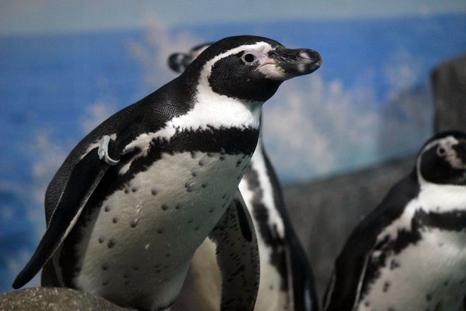 Пингвины Гумбольта прибыли в нижегородский зоопарк - фото 2