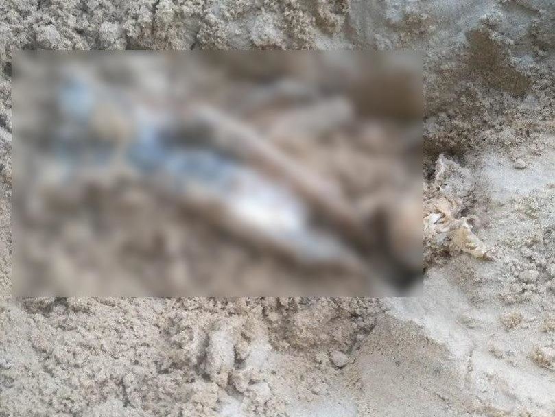 Соцсети: Труп животного нашел ребенок в песочнице в Кулебаках - фото 1