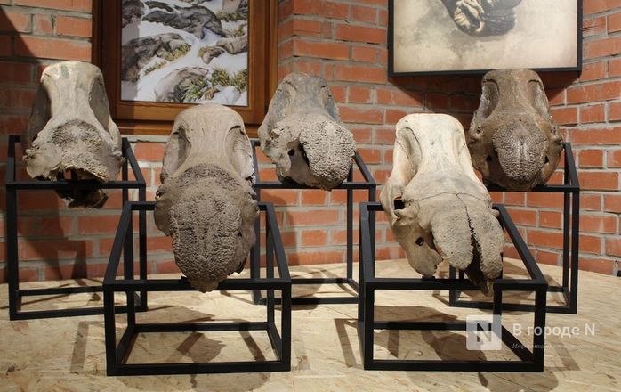 Ледниковый период по-нижегородски: палеонтологическая выставка открылась в Кремле - фото 58