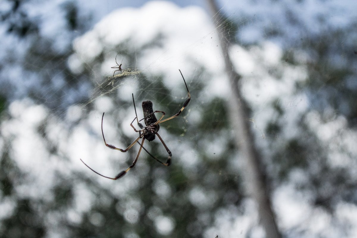 Почему нельзя убивать паука, который проник в ваш дом - фото 2