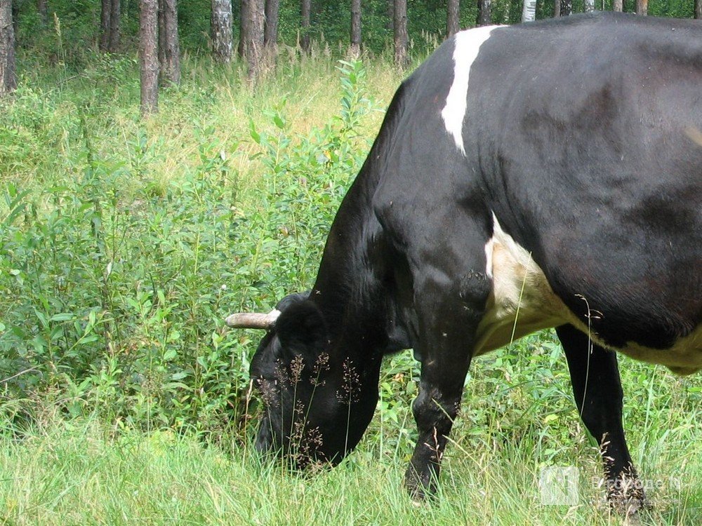 Коровник более чем на 200 животных построят в Нижегородской области