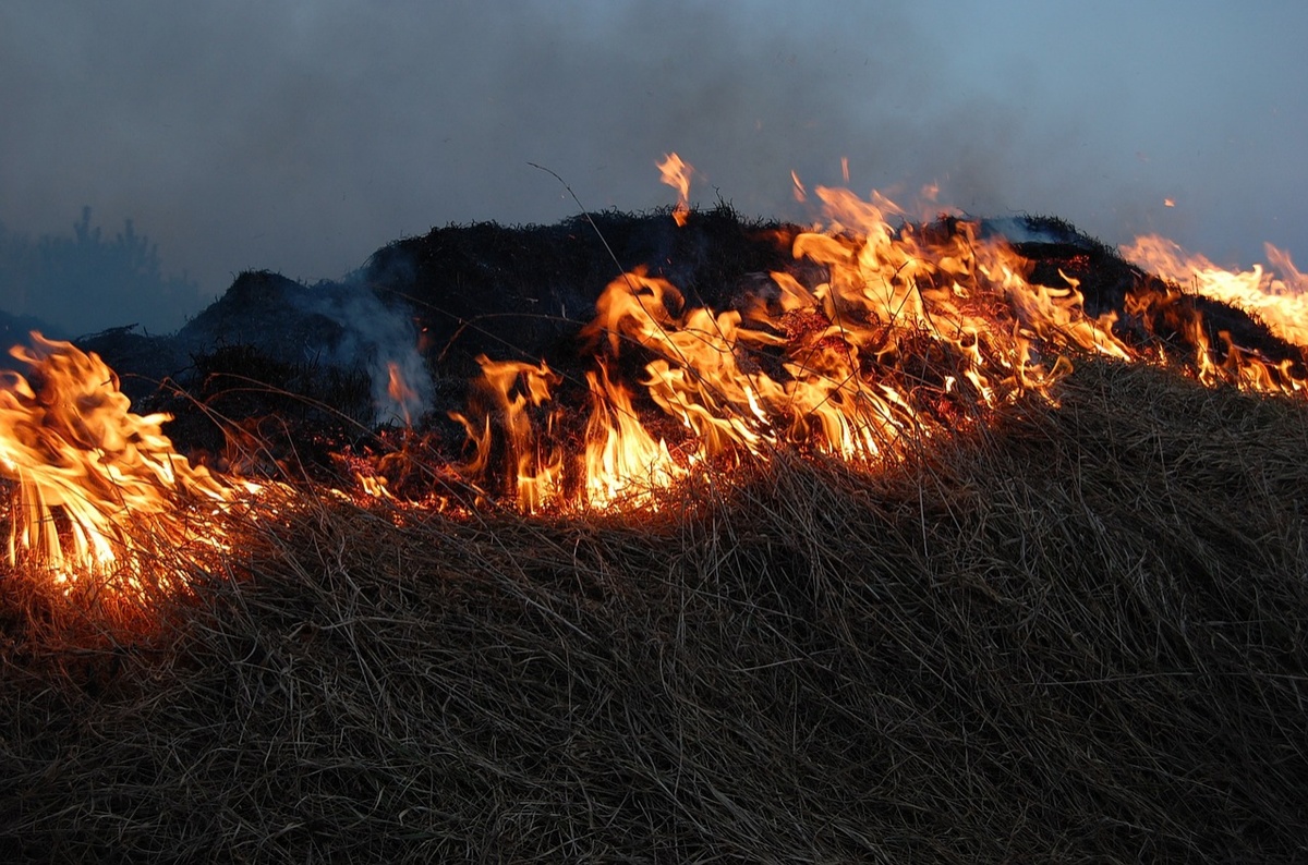 Почти два гектара травы сожгли в Нижегородской области - фото 1