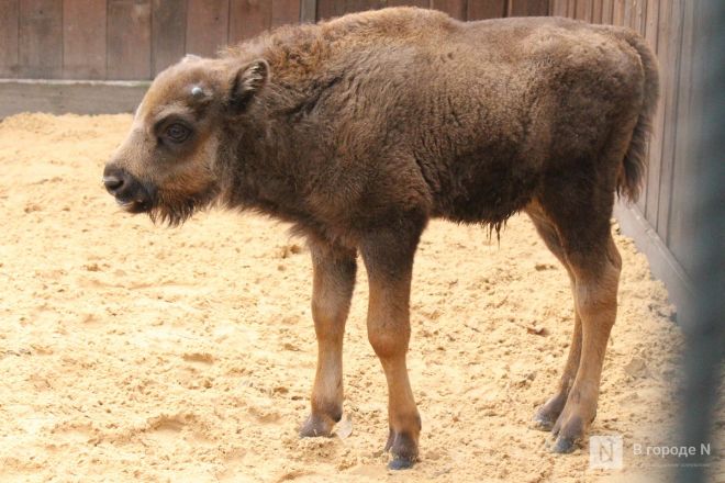 Детки в объективе: показываем милых малышей, которые родились в нижегородском зоопарке «Лимпопо» - фото 26