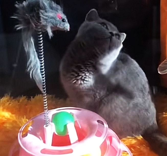 Масштабная выставка кошек и собак стартовала в Нижнем Новгороде - фото 1