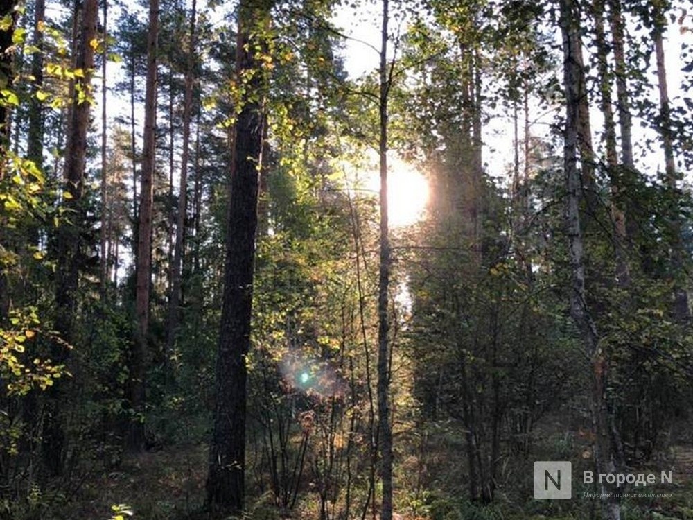 Нижегородцам разрешат выкапывать деревья и собирать хворост в лесу