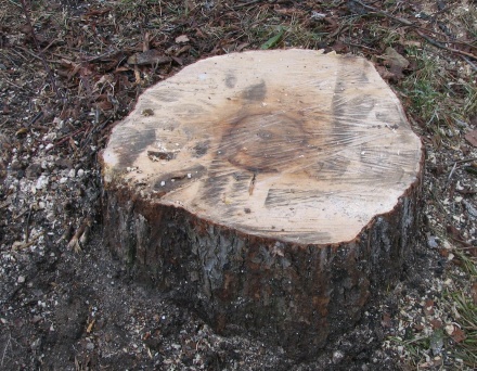 Володарский пенсионер напилил деревьев на 74 тысячи рублей