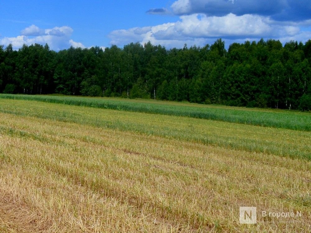 8,4 тысяч тонн семян на случай гибели озимых запасли в Нижегородской области