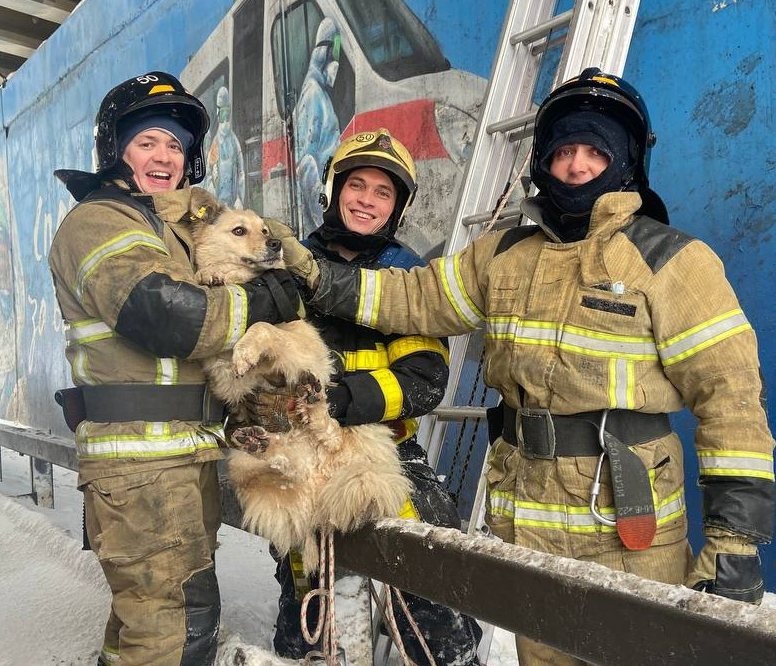 Нижегородские сотрудники МЧС спасли застрявшую на опоре виадука собаку - фото 1