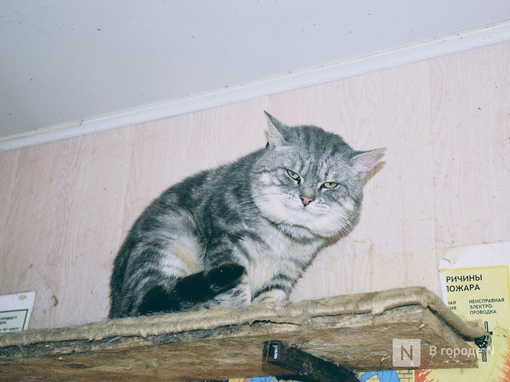 Названы три самые популярные породы кошек в России - фото 3