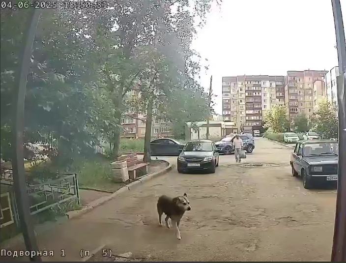 Неадекватный мужчина стреляет по собакам из оружия в Нижнем Новгороде - фото 1