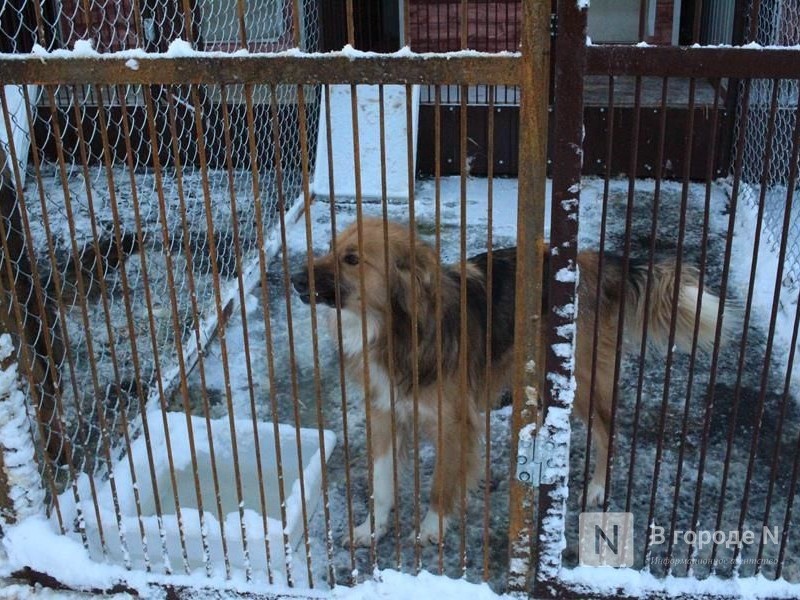 Срок содержания животных в приютах увеличат в Нижегородской области - фото 1