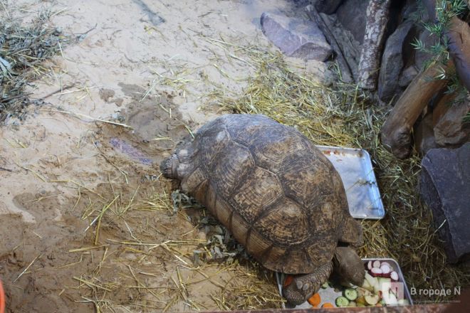 Детки в объективе: показываем милых малышей, которые родились в нижегородском зоопарке «Лимпопо» - фото 70