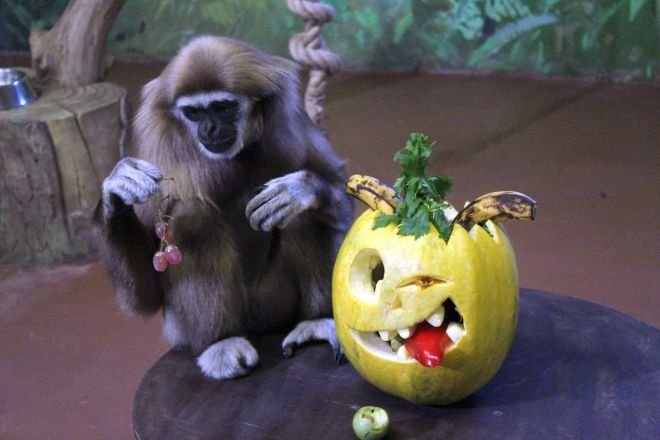 Всем по тыкве: обитатели нижегородского зоопарка отметили Хэллоуин - фото 9