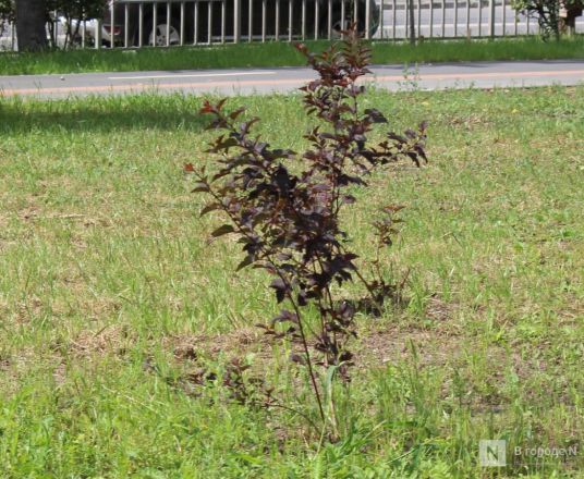 Теннисные столы и велодорожка появились на улице Веденяпина в Нижнем Новгороде - фото 17
